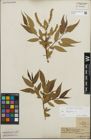 Foto von Salix fragilis L.